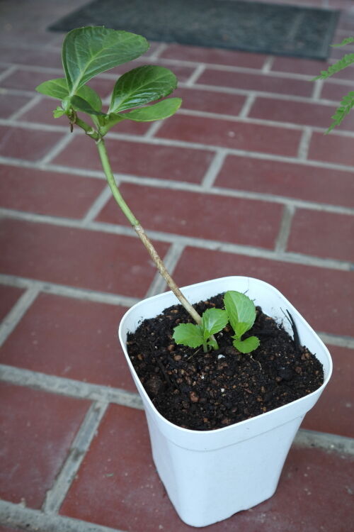 挿し木苗 挿し木苗の鉢上げ : Alex's Garden Party♪