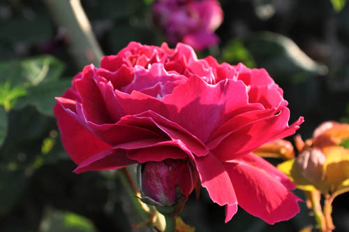 rose521_ms