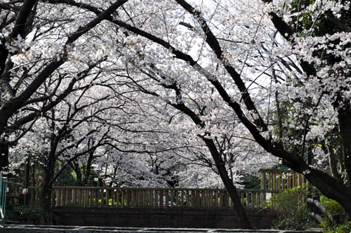 sakura327e_ms