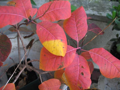 smoketree1206a_ms