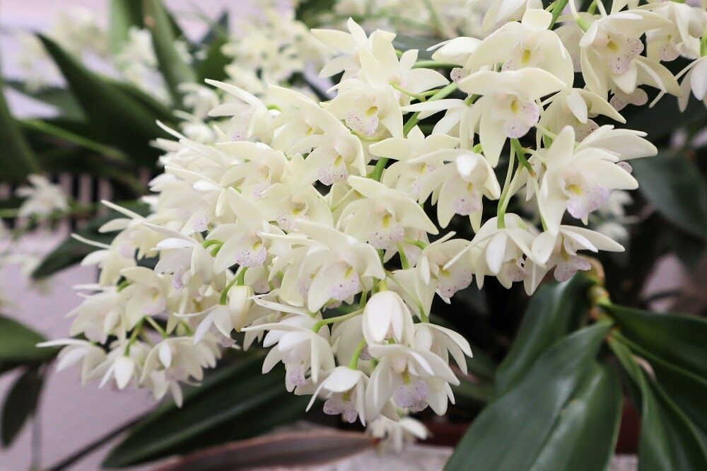 暮らしとからだに効く植物の名前 図鑑 Alex S Garden Party