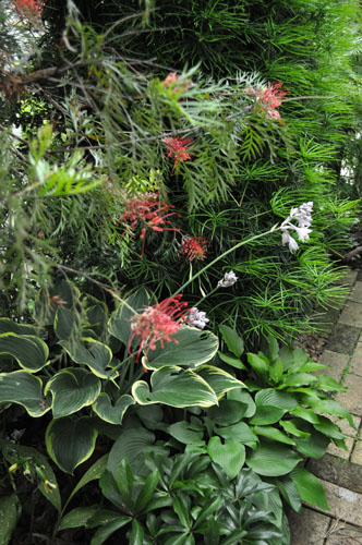 hosta616c_ms