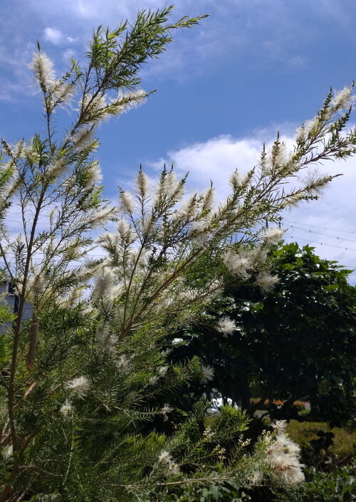 melaleuca605ms