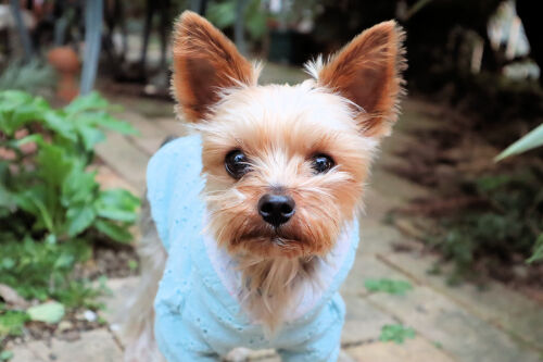 coco1130ms