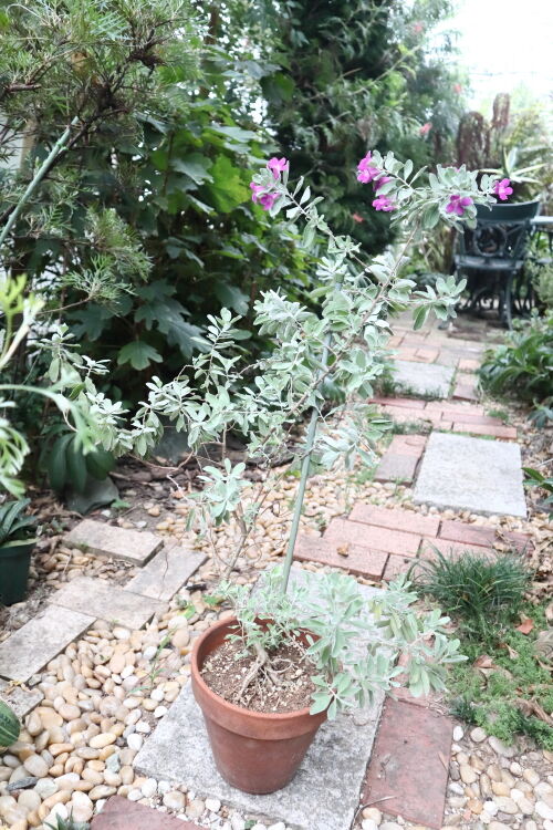 4年振りのレウコフィルム開花 : Alex's Garden Party♪