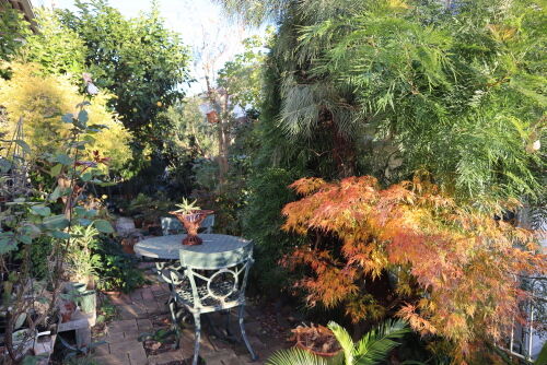 我が家の小さな紅葉、和豪コラボ・・・Alex's Garden Lesson 344