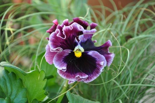 pansy106d_ms