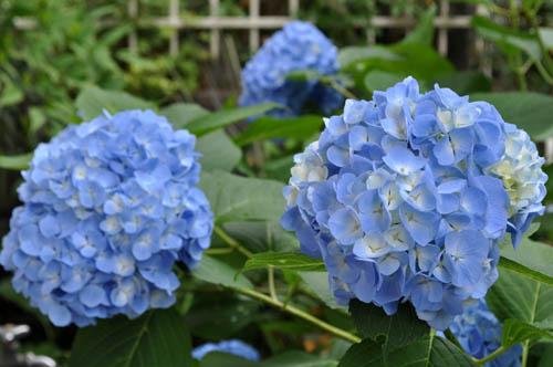 ajisai601_ms