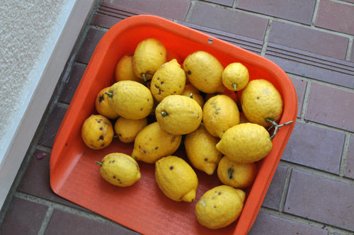 lemon529a_ms