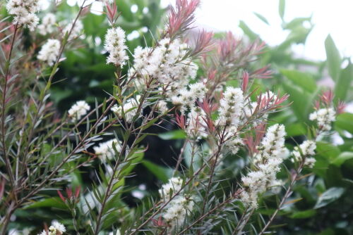 Alexの「お薦めの植物シリーズ」今日は、A.オージープランツ：29