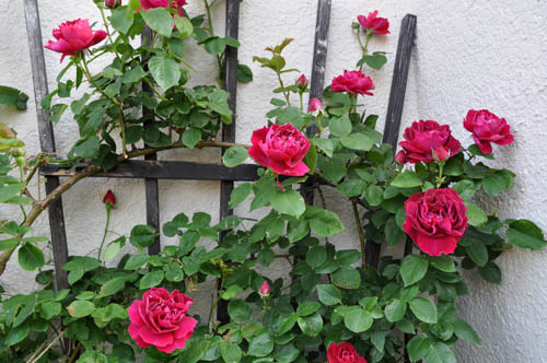 薔薇の季節 Alex S Garden Party