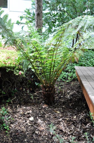 treefern713b_ms