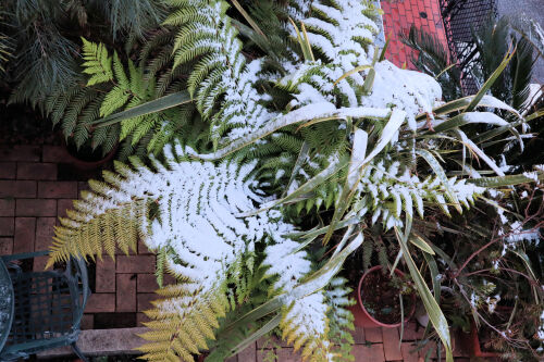 dicksonia210ms