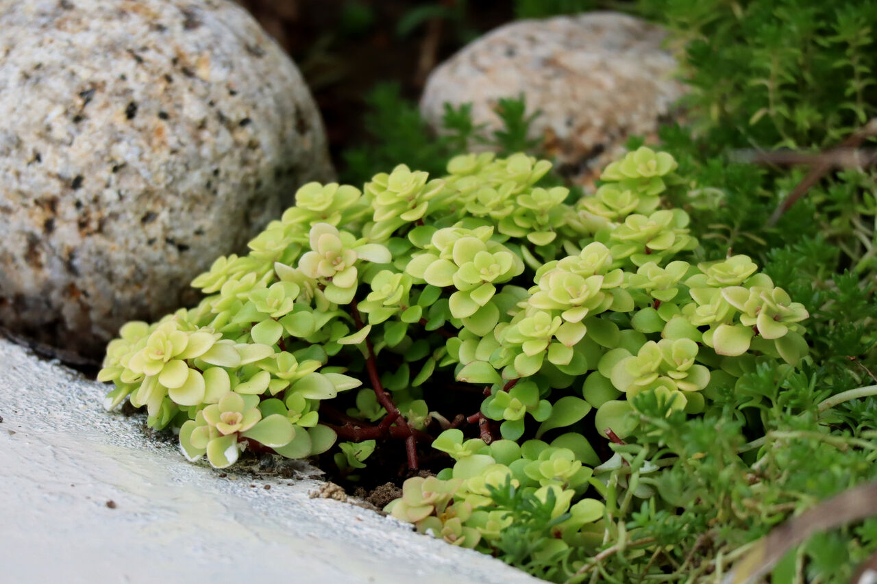 セダムのグランドカバー : Alex's Garden Party♪