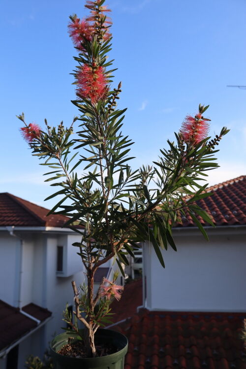 大特価！カリステモン ピンクシャンパン 金宝樹 苗木 四季咲 6号