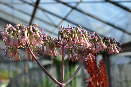 カランコエ 不死鳥 Alex S Garden Party