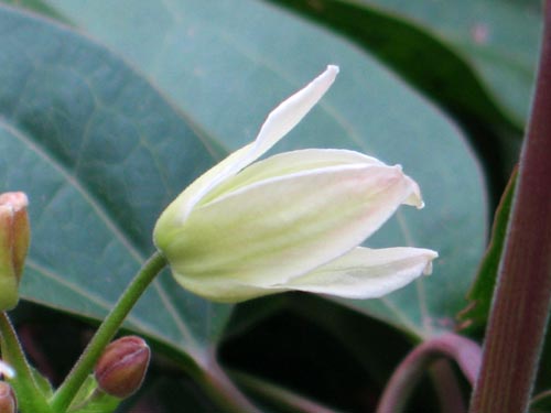 armandii309c_ms