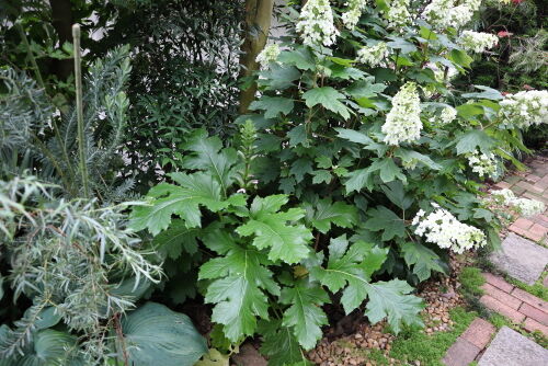 acanthus602ms