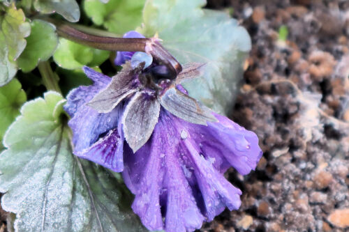 pansy109cms