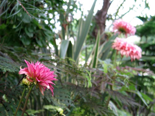 garden811a
