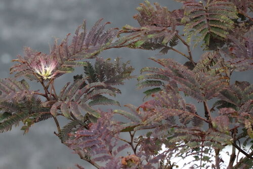 Alexのお薦め！銅葉ネムノキ・サマーチョコレート : Alex's Garden Party♪