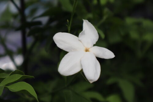 Jasminum polyanthum713dms