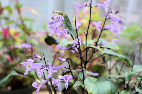 Plectranthus1016bms