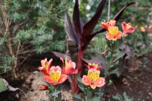 Alstroemeria 'Indian Summer'713dms