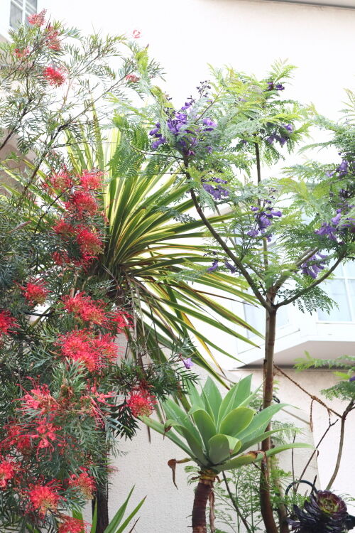 ジャカランダ・・・The Best 100 Plants in Alex's Garden : Alex's