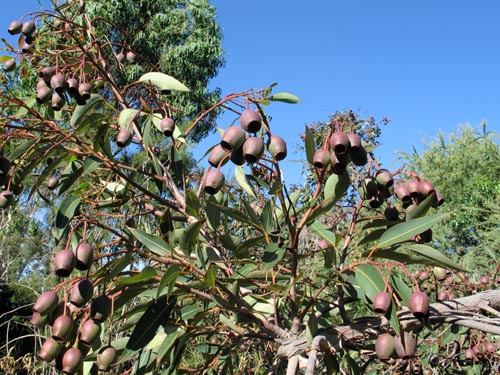 Maranoa Gardens 3 Alex S Garden Party