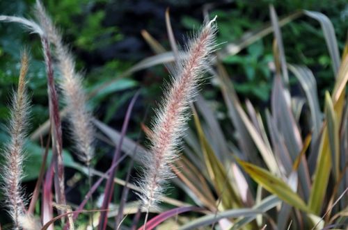 firework802b (500x331)