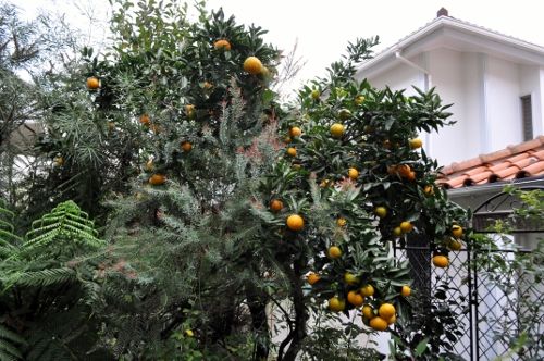 mikan1030c (500x332)