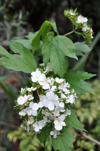 Viburnum1027b_ms