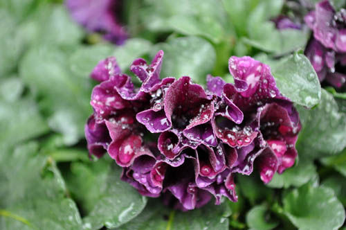 pansy318_ms