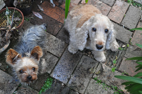 dogs529_ms
