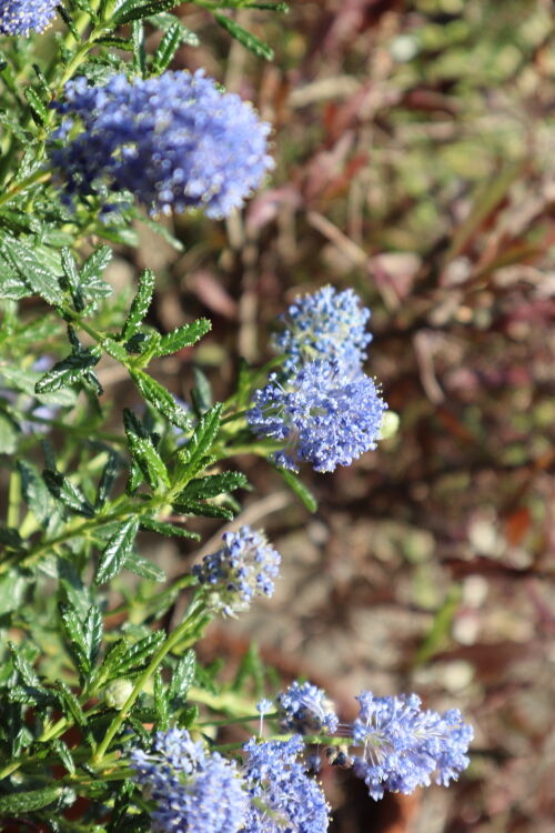 Alexの「お薦めの植物シリーズ」D、春の花木 3、セアノサス : Alex's