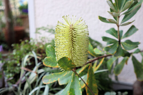 頑張れ コーストバンクシア Alex S Garden Party