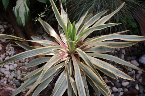 Yucca gloriosa Bright star601ms