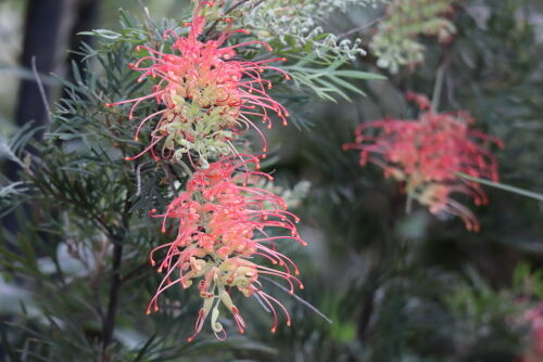 グレビレア ココナッツアイス 大株6号鉢 花付き 園芸ネット本店｜グレビレア：ココナッツアイス6号鉢植え の通販【公式】