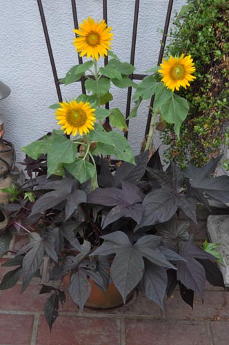 夏の花 １５ ひまわり Alex S Garden Party