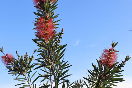 四季咲き・鉢植えのピンクシャンパン : Alex's Garden Party♪