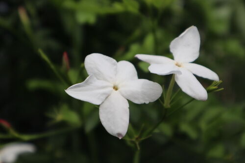 Jasminum polyanthum713cms