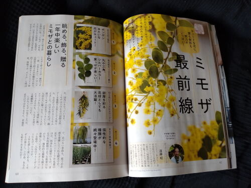 本日発売 Nhk趣味の園芸３月号は ミモザ最前線 Alex S Garden Party