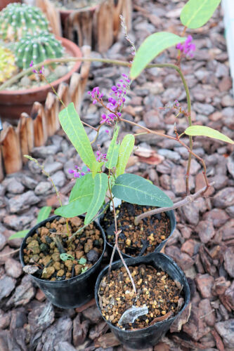 hardenbergia110b
