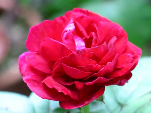rose905a