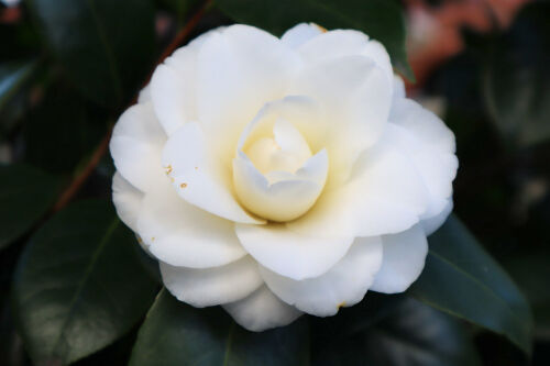 白菊218ams