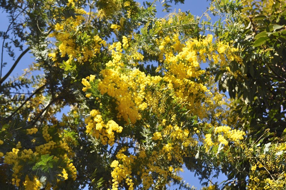 花粉 症 ミモザ スギ・ヒノキだけじゃない！花粉症を引き起こす植物と飛散時期