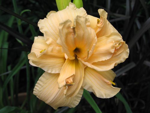 daylily628d