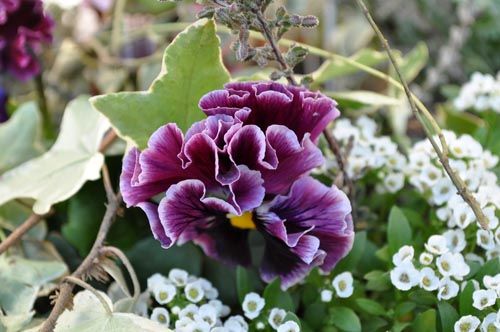 pansy106a_ms