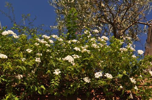 Lantana1012_ms